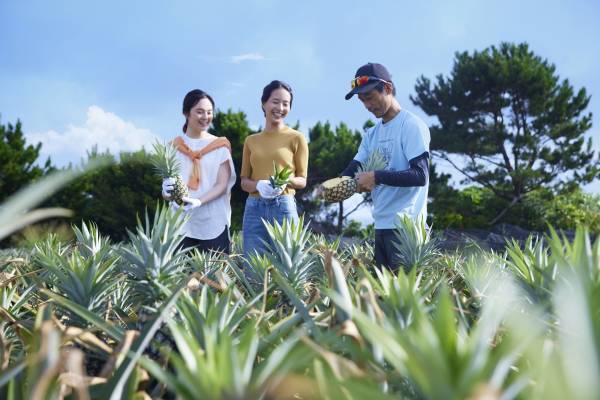【西表島ホテル】桃の香りがする“ピーチパイン”を収穫体験から味わうまでとことん満喫！「春のピーチパイン祭り」開催｜期間：2022年4月25日～6月15日