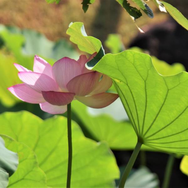 小石川後楽園　蓮の花の見ごろに合わせた夏の早朝開園