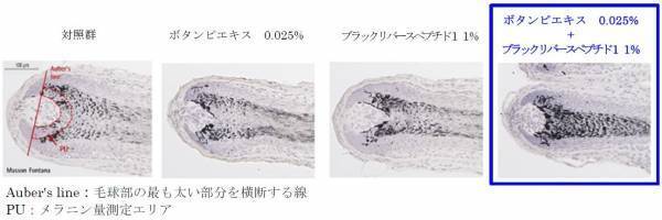 ボタンピエキスとブラックリバースペプチド１の組み合せによる白髪改善メカニズムを新たに解明
