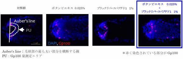 ボタンピエキスとブラックリバースペプチド１の組み合せによる白髪改善メカニズムを新たに解明