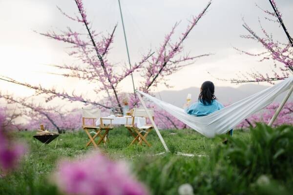【星のや富士】桃農園を貸し切ってプライベート空間に！優雅に花見を堪能する 「桃源郷グランピング」を1日1組限定で開催｜期間：2022年4月1日〜4月20日