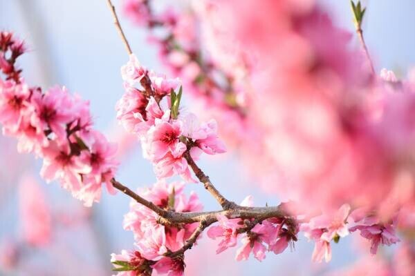 【星のや富士】桃農園を貸し切ってプライベート空間に！優雅に花見を堪能する 「桃源郷グランピング」を1日1組限定で開催｜期間：2022年4月1日〜4月20日