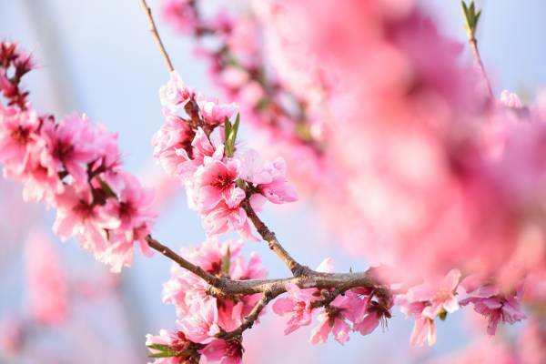 【星のや富士】桃農園を貸し切ってプライベート空間に！優雅に花見を堪能する 「桃源郷グランピング」を1日1組限定で開催｜期間：2022年4月1日〜4月20日