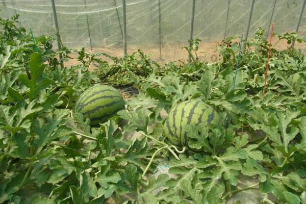 糖度１２度以上のスイカ！ 産地直送通販サイト「ＪＡタウン」で山口県産「萩相島（あいしま）スイカ」の販売開始！