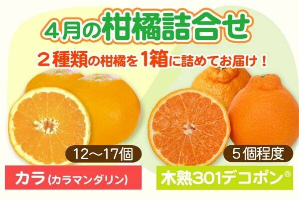 旬のミカンを一度に味わえるちょっと贅沢な詰め合わせ！ 産地直送通販サイト「ＪＡタウン」で和歌山県産”４月の柑橘詰め合わせ”を販売開始！