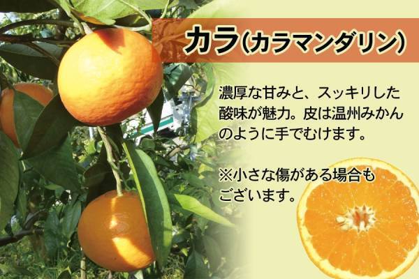 旬のミカンを一度に味わえるちょっと贅沢な詰め合わせ！ 産地直送通販サイト「ＪＡタウン」で和歌山県産”４月の柑橘詰め合わせ”を販売開始！