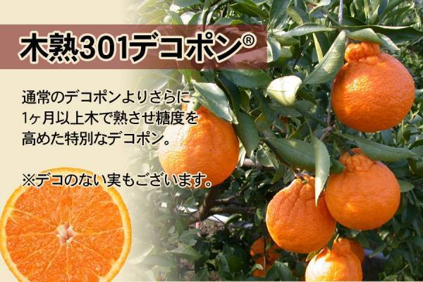 旬のミカンを一度に味わえるちょっと贅沢な詰め合わせ！ 産地直送通販サイト「ＪＡタウン」で和歌山県産”４月の柑橘詰め合わせ”を販売開始！