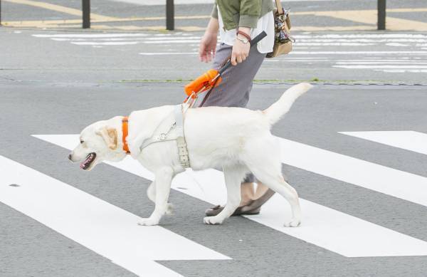 「パリミキ・ロービジョン商品体験会」 開催のお知らせ　メガネのパリミキ　焼津店