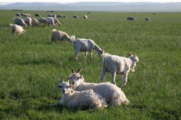 日本製カシミヤストールブランド【TSUKISOU】より2022年秋冬シーズン新色のご紹介 -MOONBAT-