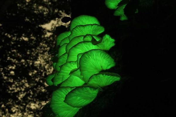 【奥入瀬渓流ホテル】～2週間限定で「夜の毒きのこさんぽ」が新登場～敬遠されがちな毒きのこを楽しく観察する 「毒きのこさんぽ」今年も実施｜期間：2022年9月1日〜10月9日