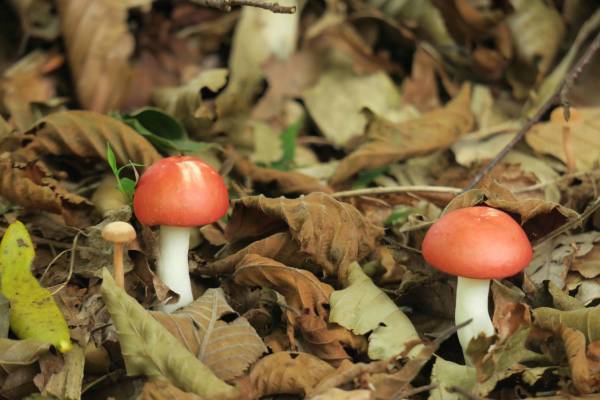 【奥入瀬渓流ホテル】～2週間限定で「夜の毒きのこさんぽ」が新登場～敬遠されがちな毒きのこを楽しく観察する 「毒きのこさんぽ」今年も実施｜期間：2022年9月1日〜10月9日