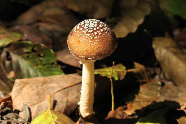 【奥入瀬渓流ホテル】～2週間限定で「夜の毒きのこさんぽ」が新登場～敬遠されがちな毒きのこを楽しく観察する 「毒きのこさんぽ」今年も実施｜期間：2022年9月1日〜10月9日