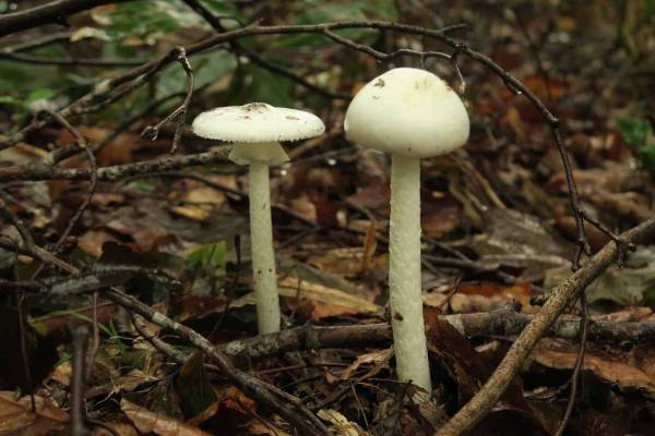 【奥入瀬渓流ホテル】～2週間限定で「夜の毒きのこさんぽ」が新登場～敬遠されがちな毒きのこを楽しく観察する 「毒きのこさんぽ」今年も実施｜期間：2022年9月1日〜10月9日