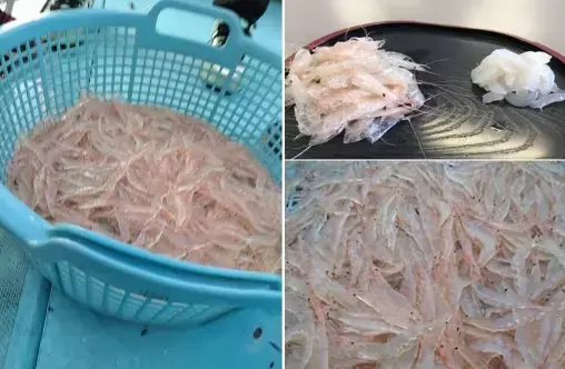 日本のベニス　射水市の古民家をバリアフリー宿へ