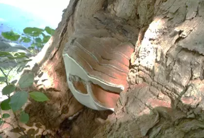 紅葉の仕組みや 庭園の冬支度を解説！令和５年１月25日（水） 睦月クルーズ 樹木医と歩く冬の「浜離宮恩賜庭園」(昼食付)開催！