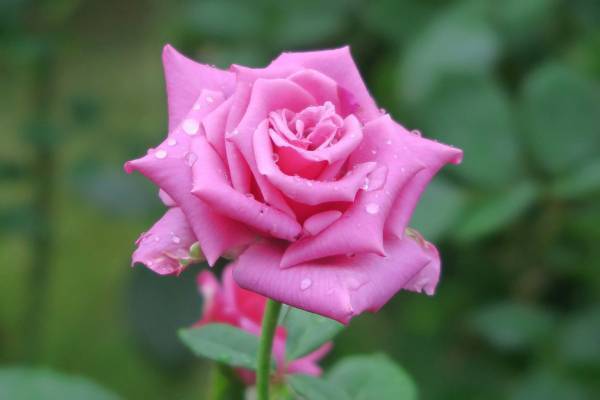 旧古河庭園、洋館とバラの美しい「秋のバラフェスティバル」10月8日（土）～11月11日（金）3年ぶり開催！