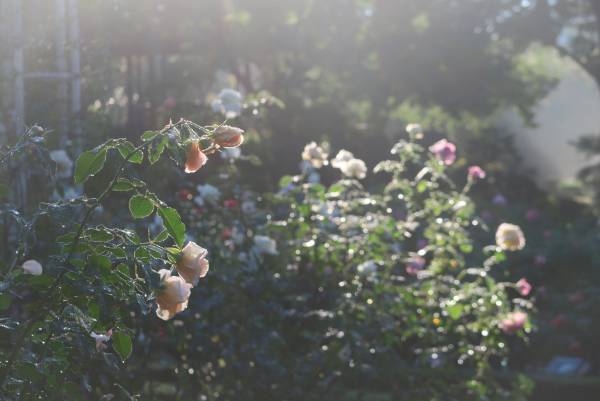 旧古河庭園、洋館とバラの美しい「秋のバラフェスティバル」10月8日（土）～11月11日（金）3年ぶり開催！