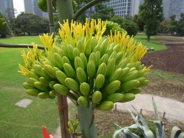 ついに浜離宮恩賜庭園のアオノリュウゼツランの開花が確認されました‼夏休みのお出かけにレアなお花を見にきませんか？