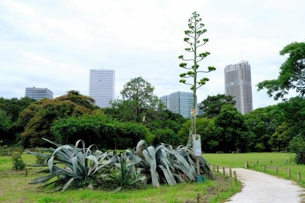 ついに浜離宮恩賜庭園のアオノリュウゼツランの開花が確認されました‼夏休みのお出かけにレアなお花を見にきませんか？