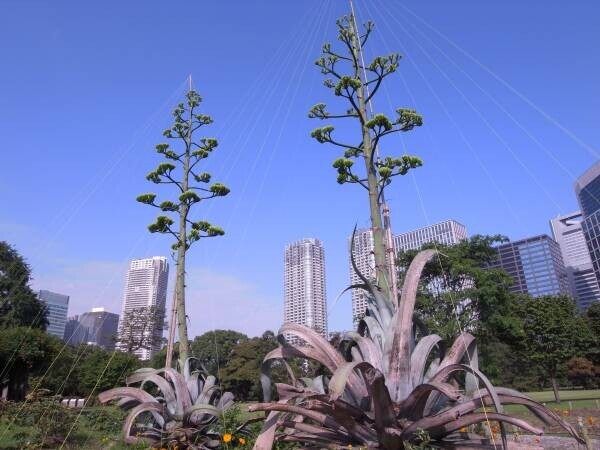 ついに浜離宮恩賜庭園のアオノリュウゼツランの開花が確認されました‼夏休みのお出かけにレアなお花を見にきませんか？