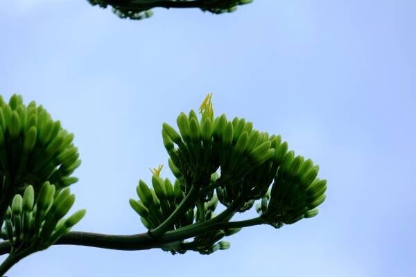 ついに浜離宮恩賜庭園のアオノリュウゼツランの開花が確認されました‼夏休みのお出かけにレアなお花を見にきませんか？