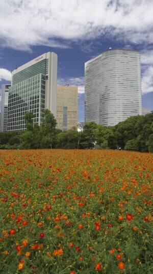 ついに浜離宮恩賜庭園のアオノリュウゼツランの開花が確認されました‼夏休みのお出かけにレアなお花を見にきませんか？