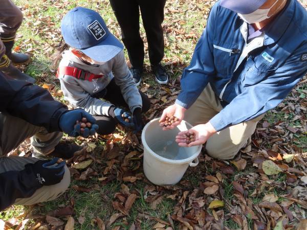 ※11/25更新※　11/26（土）小山内裏公園【どんぐりの苗木を植えてみよう！ちょこっとボランティア】