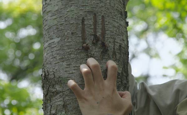 【ピッキオ】クマの専門家と冬眠明けのクマを探索するトレッキングツアー 「ツキノワグマウォッチング」を開催｜実施日：2022年4月21日～28日