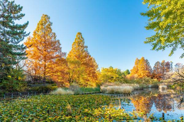 「第９回 公園巡りスタンプラリー～秋の紅葉さんぽ～」東京都公園協会セルフガイドアプリ「TOKYO PARKS PLAY」より提供開始！