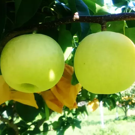 【送料無料】鳥取の二十世紀梨・新甘泉がお得に買える『みんなで応援！とっとりWEBマルシェ』