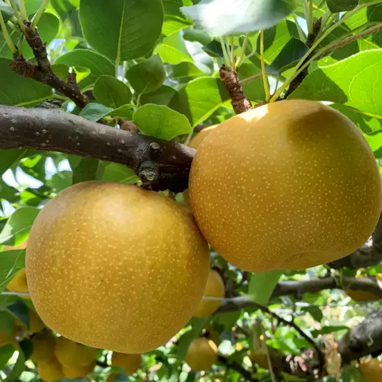 【送料無料】鳥取の二十世紀梨・新甘泉がお得に買える『みんなで応援！とっとりWEBマルシェ』