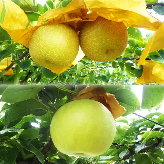 【送料無料】鳥取の二十世紀梨・新甘泉がお得に買える『みんなで応援！とっとりWEBマルシェ』