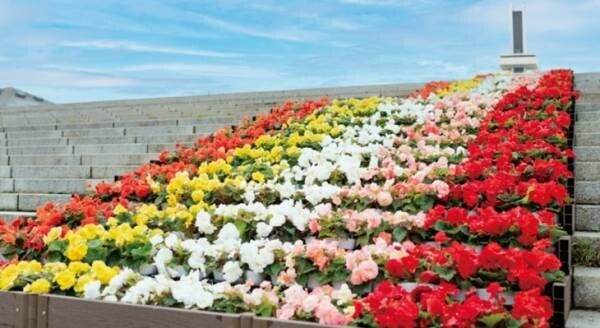 花々と太陽光イルミネーションで華やぐ！ 晩秋の駒沢オリンピック公園「花と光のムーブメント」11月11日スタート！