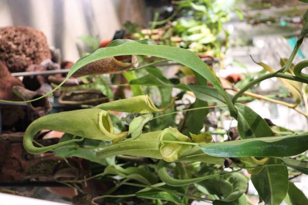 神代植物園「大温室夜間公開」の見どころをご紹介！8/13(土)８/14(日)だけの特別な空間へ。