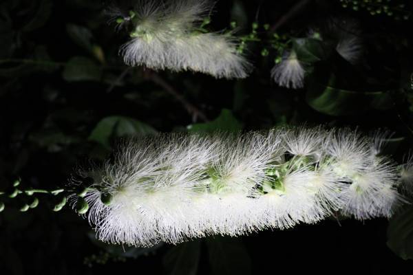 神代植物園「大温室夜間公開」の見どころをご紹介！8/13(土)８/14(日)だけの特別な空間へ。