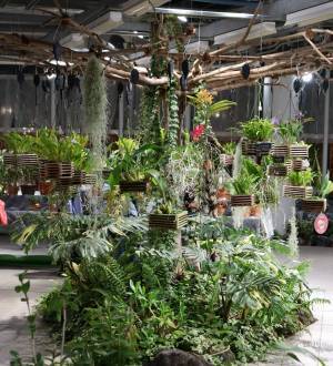 神代植物園「大温室夜間公開」の見どころをご紹介！8/13(土)８/14(日)だけの特別な空間へ。