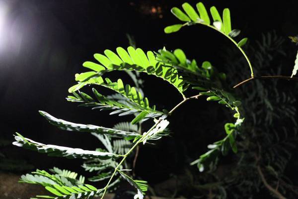 神代植物園「大温室夜間公開」の見どころをご紹介！8/13(土)８/14(日)だけの特別な空間へ。