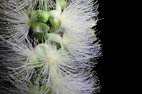 神代植物園「大温室夜間公開」の見どころをご紹介！8/13(土)８/14(日)だけの特別な空間へ。