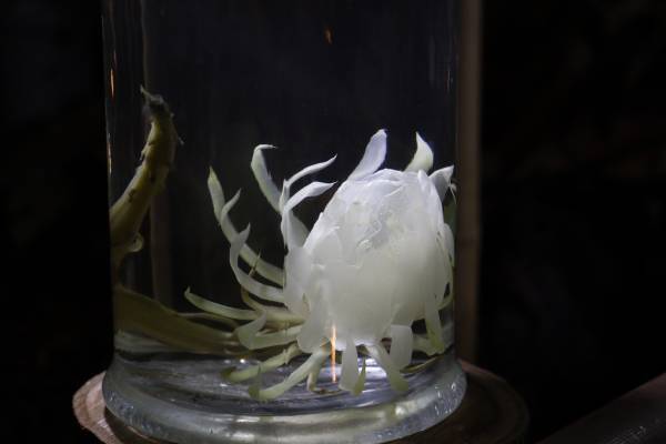 神代植物園「大温室夜間公開」の見どころをご紹介！8/13(土)８/14(日)だけの特別な空間へ。