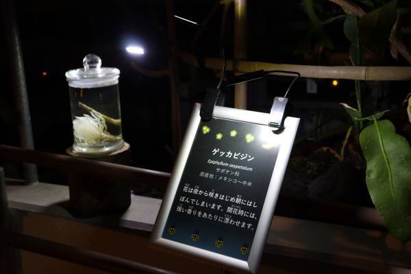 神代植物園「大温室夜間公開」の見どころをご紹介！8/13(土)８/14(日)だけの特別な空間へ。