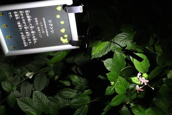 神代植物園「大温室夜間公開」の見どころをご紹介！8/13(土)８/14(日)だけの特別な空間へ。