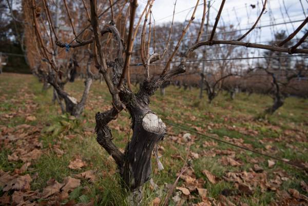 【ひらまつホテル】開業1周年の節目に、御代田や信州の生産者と共に食の喜びを届けるコラボレーション企画スタート。～THE HIRAMATSU 軽井沢 御代田～