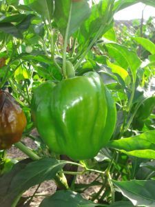 「第11回 斑尾ぼたんこしょう祭り」 ７月31日　長野県中野市にて開催