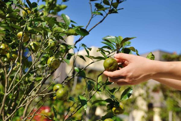 【星のや沖縄】海を臨むプールサイドで、シークヮーサー本来の香りが引き立つ料理を堪能できる「爽秋シークヮーサーランチ」登場｜期間：2022年9月1日～11月30日