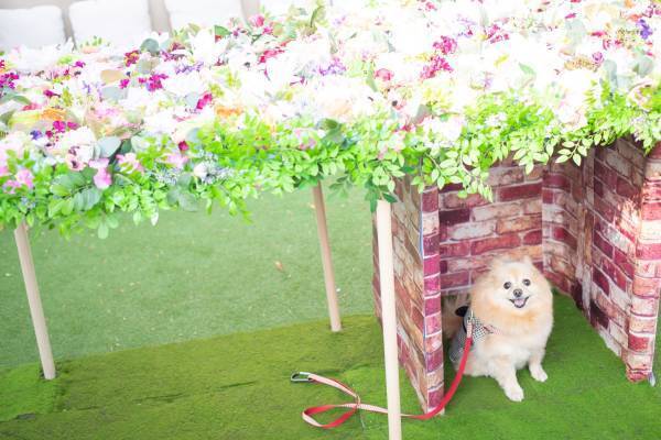 名古屋初！結婚式場で楽しむ“わんちゃん同伴可能”なアフタヌーンティー開始！ 乙女心をくすぐる、ファッションアイテム＆ピンクカラーモチーフのいちご満載スイーツに心ときめく『マイ・フェア・レディ アフタヌーンティー ～STRAWBERRY PINK～』販売