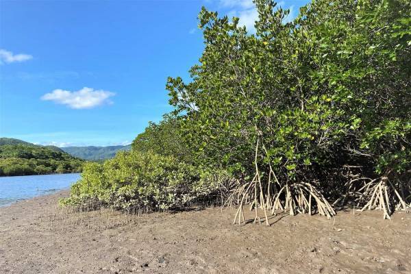 【西表島ホテル】マングローブについて知る自由研究プログラム 「マングローブ博士」開催｜期間：2022年7月1日～8月31日