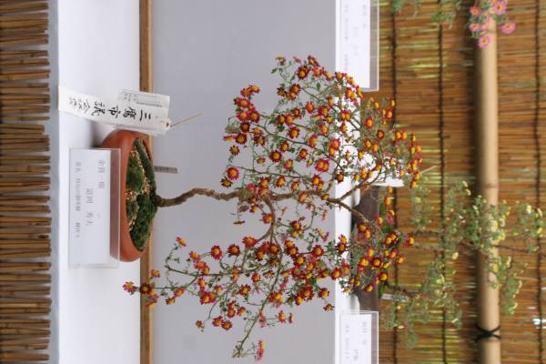 開園当初から続く人気イベント「神代植物公園菊花大会」。62回目の今年度は10月29日（土）～11月20日（日）開催します。