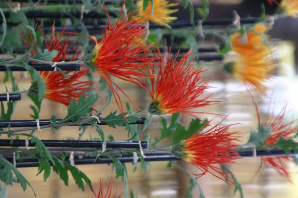 開園当初から続く人気イベント「神代植物公園菊花大会」。62回目の今年度は10月29日（土）～11月20日（日）開催します。