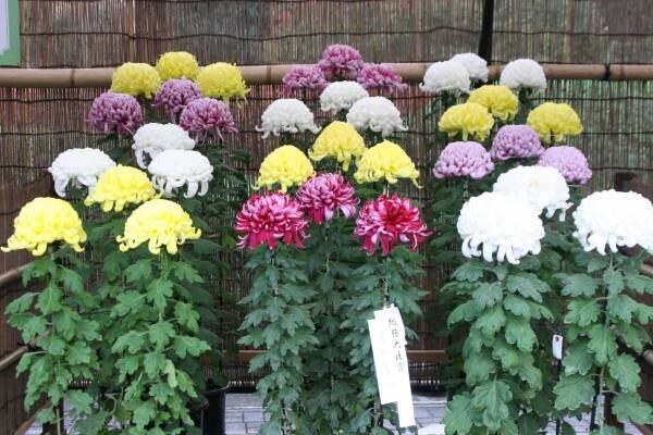 開園当初から続く人気イベント「神代植物公園菊花大会」。62回目の今年度は10月29日（土）～11月20日（日）開催します。