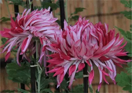 開園当初から続く人気イベント「神代植物公園菊花大会」。62回目の今年度は10月29日（土）～11月20日（日）開催します。